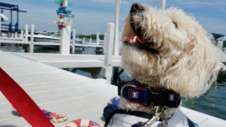 Burgee Ribbon Dog Collar