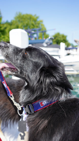 Burgee Ribbon Dog Collar